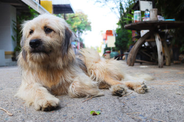 Dog waiting for his master down on the road front of  house