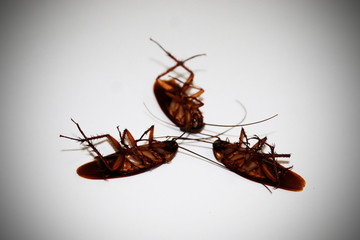 close-up cockroach isolated on white background