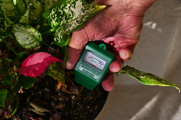 Checking House Plant Moisture Level with a Moisture Meter