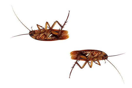 Close-up cockroach isolated on white background