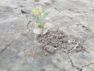 plant in the ground