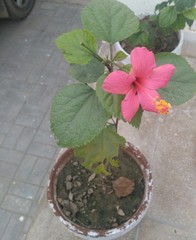 Fototapeta na wymiar flower in pot