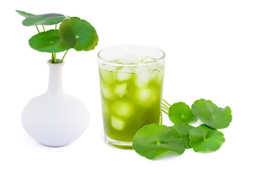 Closeup glass of Gotu Kola ice tea with green leaves ( Asiatic pennywort, Indian pennywort, Centella asiatica ) isolated on white background. Tropical medical herbal plant, healthy drinks concept. 