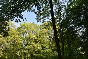 Fototapeta premium Königswinter Drachenfels im April