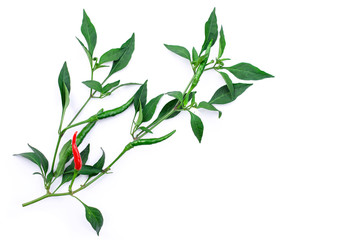 Branch of green hot guinea pepper or chili pepper plant isolated on white background.