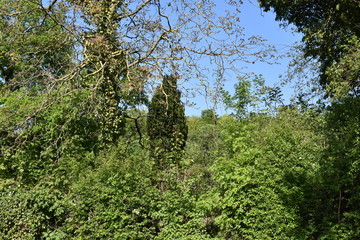 Königswinter Drachenfels im April Waldblick