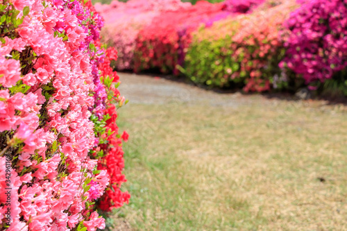 松本つつじ園 長崎県大村市 Azalea Nagasaki Oomura City Wall Mural M H 松本つつじ園 長崎県大村市 Azalea Nagasaki Oomura City Wall Mural M H