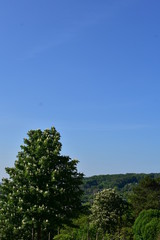 Obraz premium Baum mit blauem Himmel