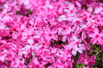 Fototapeta premium 芝桜 松本つつじ園 長崎県大村市 Moss phlox Nagasaki Oomura city