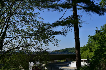 Baum mit blauem Himmel