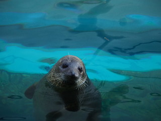 Naklejka premium 水面に浮かぶゴマフアザラシ