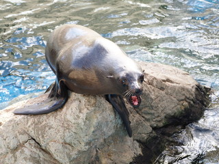 鳴くオットセイ
