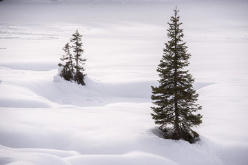 Paesaggio montano  invernale tutto bianco con tre pini verdi  isolati nella neve fresca