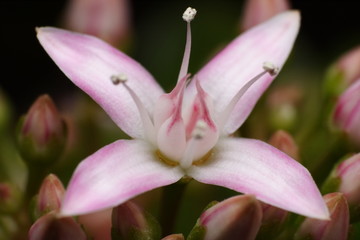 Fototapeta na wymiar Close up of Crassula ovata flower