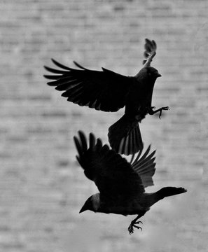 Crows Flying Against Wall