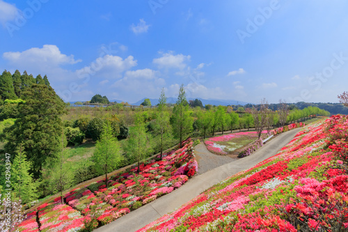 松本つつじ園 長崎県大村市 Azalea Nagasaki Oomura City Wall Mural M H 松本つつじ園 長崎県大村市 Azalea Nagasaki Oomura City Wall Mural M H