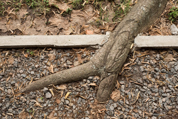 Root of a tree running through a concrete edge.