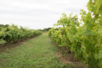 Fototapeta na wymiar Vineyard dedicated to wine production in Carmelo, Uruguay