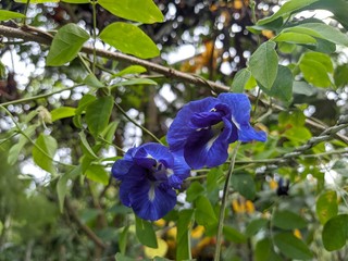 Clitoria ternatea, Nil Katarolu, Asian pigeonwings, bluebellvine, blue pea, butterfly pea, cordofan pea and Darwin pea,