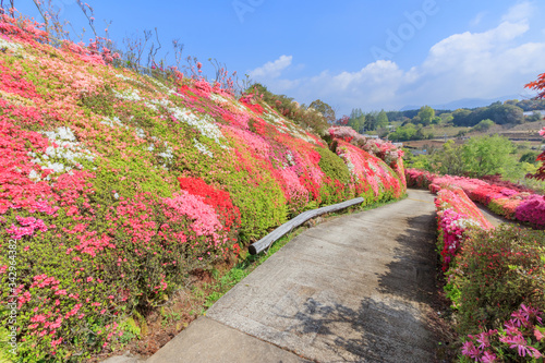 松本つつじ園 長崎県大村市 Azalea Nagasaki Oomura City Wall Mural M H 松本つつじ園 長崎県大村市 Azalea Nagasaki Oomura City Wall Mural M H