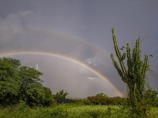 Depois da chuva no sertão