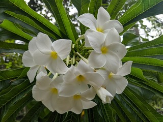 Plumeria, frangipani, Araliya flower