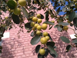 olives on the tree