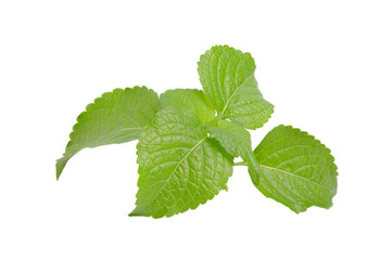 Fennel leaves are framed. Green on white background