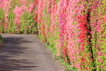 Naklejka premium 松本つつじ園 長崎県大村市 Azalea Nagasaki Oomura city
