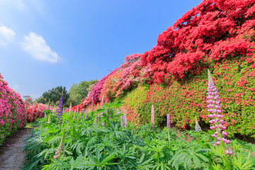 夕日とひまわり園 Sunset And Sunflower Garden 福岡県柳川市 Wall Mural M H