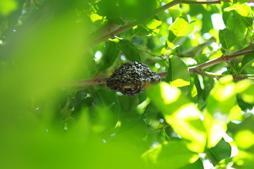 hony bee seeting in green tree