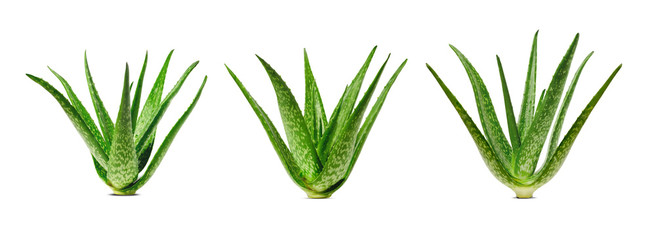 Aloe vera medicine plant.