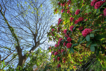 Fototapeta na wymiar しゃくなげ　裏見の滝自然花宛　長崎県大村市　Rhododendron Nagasaki Oomura City