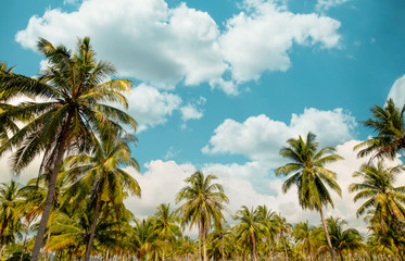 Obraz premium Beautiful seaside tropical beach background. Coconut palm tree and cloud over blue sky. summer vacation background concept. vintage tone