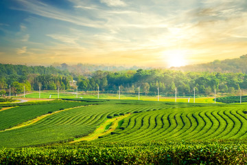 Green tea plantation landscape in the morning. organic agriculture in countryside.