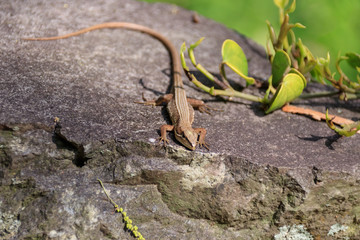 ニホンカナヘビ　Japanese grass lizard