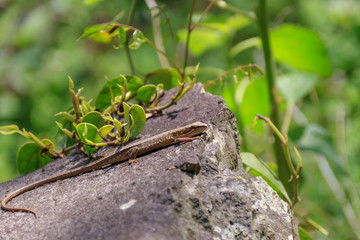ニホンカナヘビ　Japanese grass lizard