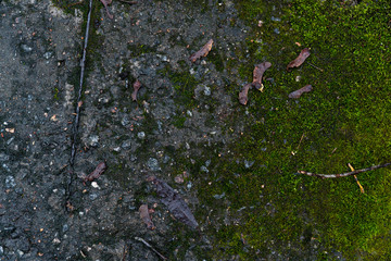 Background image of an old concrete slab covered with emerald moss