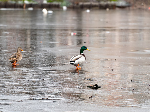 Wild duck walks on a frozen pond