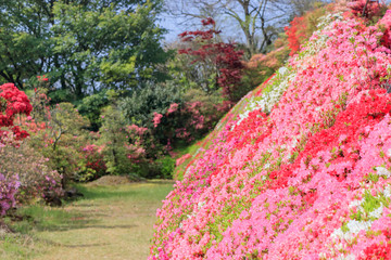 松本つつじ園 長崎県大村市 Azalea Nagasaki Oomura City Wall Mural M H
