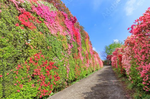 松本つつじ園 長崎県大村市 Azalea Nagasaki Oomura City Wall Mural M H 松本つつじ園 長崎県大村市 Azalea Nagasaki Oomura City Wall Mural M H