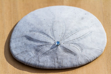 Close up of a sand dollar