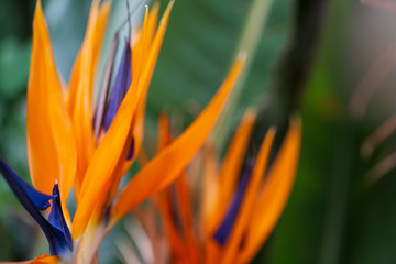 Fototapeta na wymiar Bird of Paradise Flower in a Nature Garden, Abstract. Macro, shallow depth of field, texture background, flower close-up. 