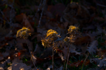 Fiori di montagna