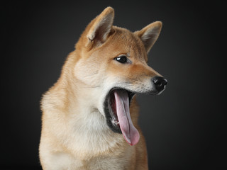 shiba inu puppy. dog on a blackackground. Pet in the studio