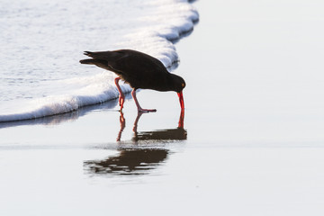 black oystercatcher - Haematopus bachmani