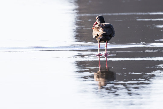 Black Oystercatcher - Haematopus Bachmani