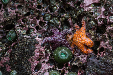 ochre sea stars in Oregon