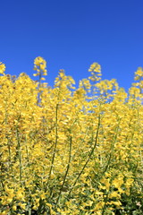 yellow flowers against blue sky