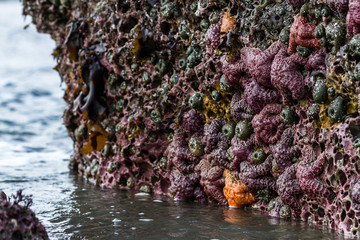 ochre sea stars in Oregon